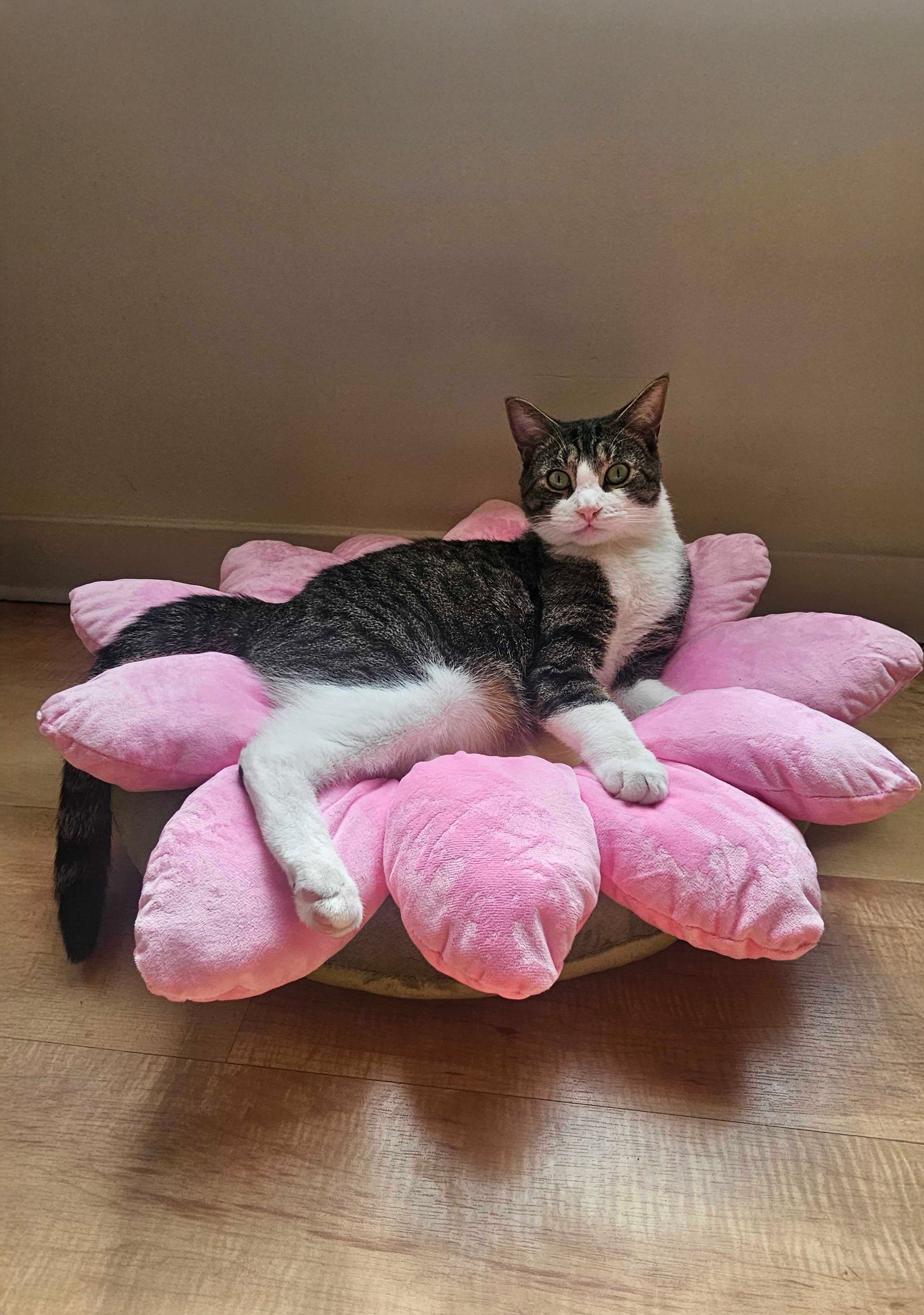 rollover|pink